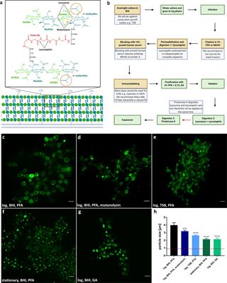 The Expandables: Cracking the Staphylococcal Cell Wall for Expansion Microscopy